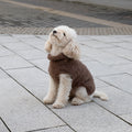 Alpaca Wool Bouclé Pet Sweater - WILLOW