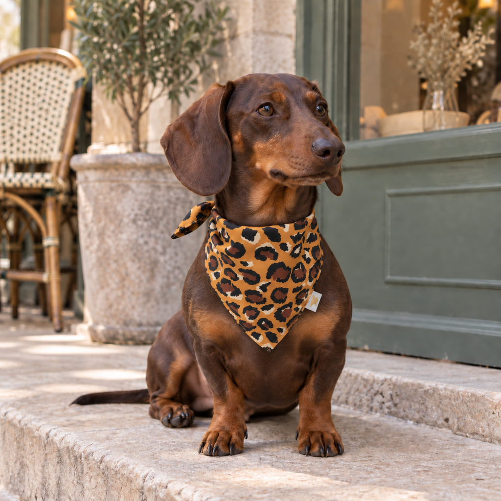 A brown dachshund sitting on stone steps outdoors, wearing a leopard-print bandana ROBIN around its neck, by Muffin & Berry