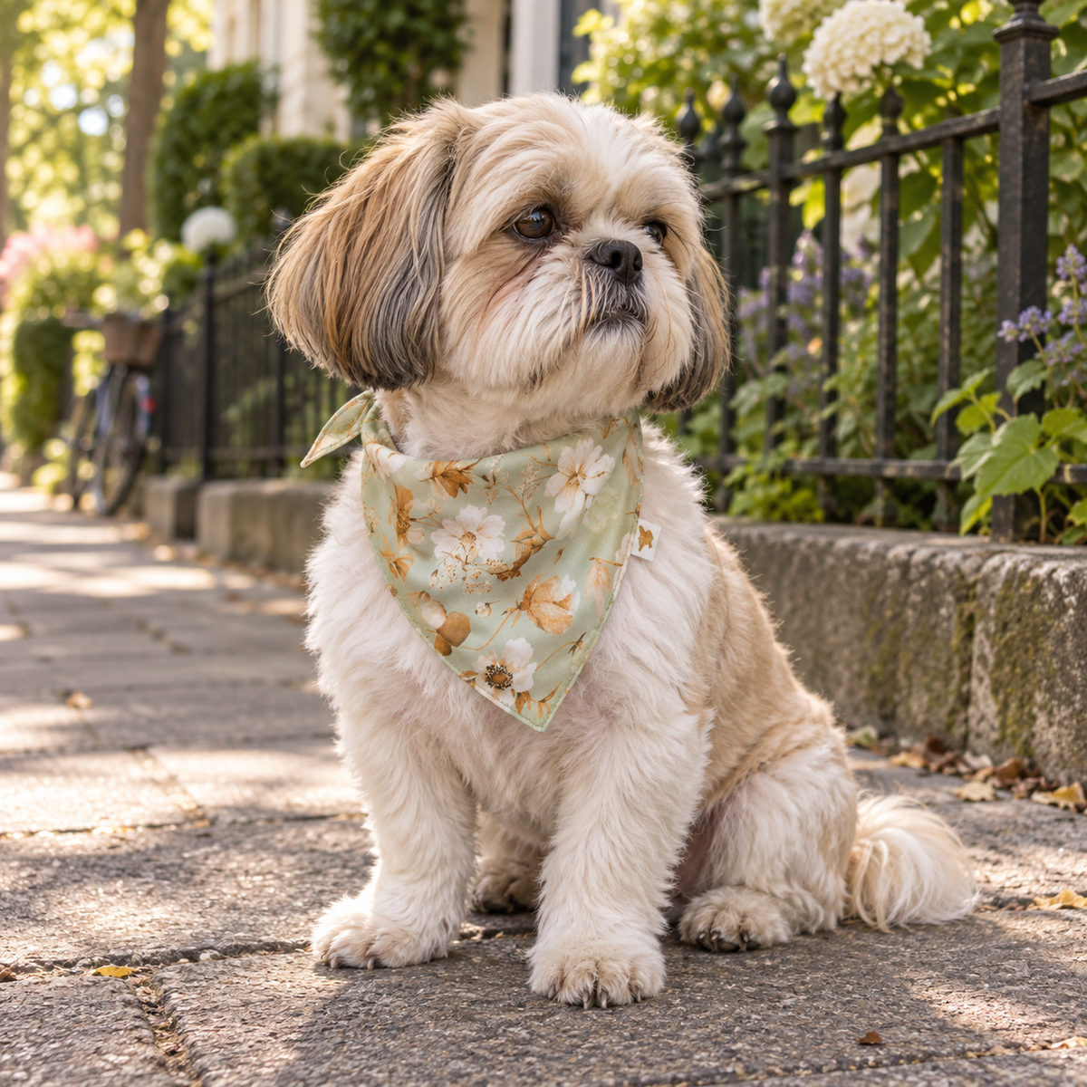 Shih-Tzu dog sits on a sidewalk outdoors, wearing a sage sage green pet bandana SKYLER with a floral print, by Muffin & Berry