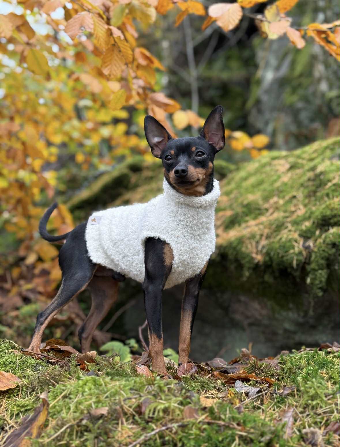 Alpaca Wool Bouclé Pet Sweater - LOGAN