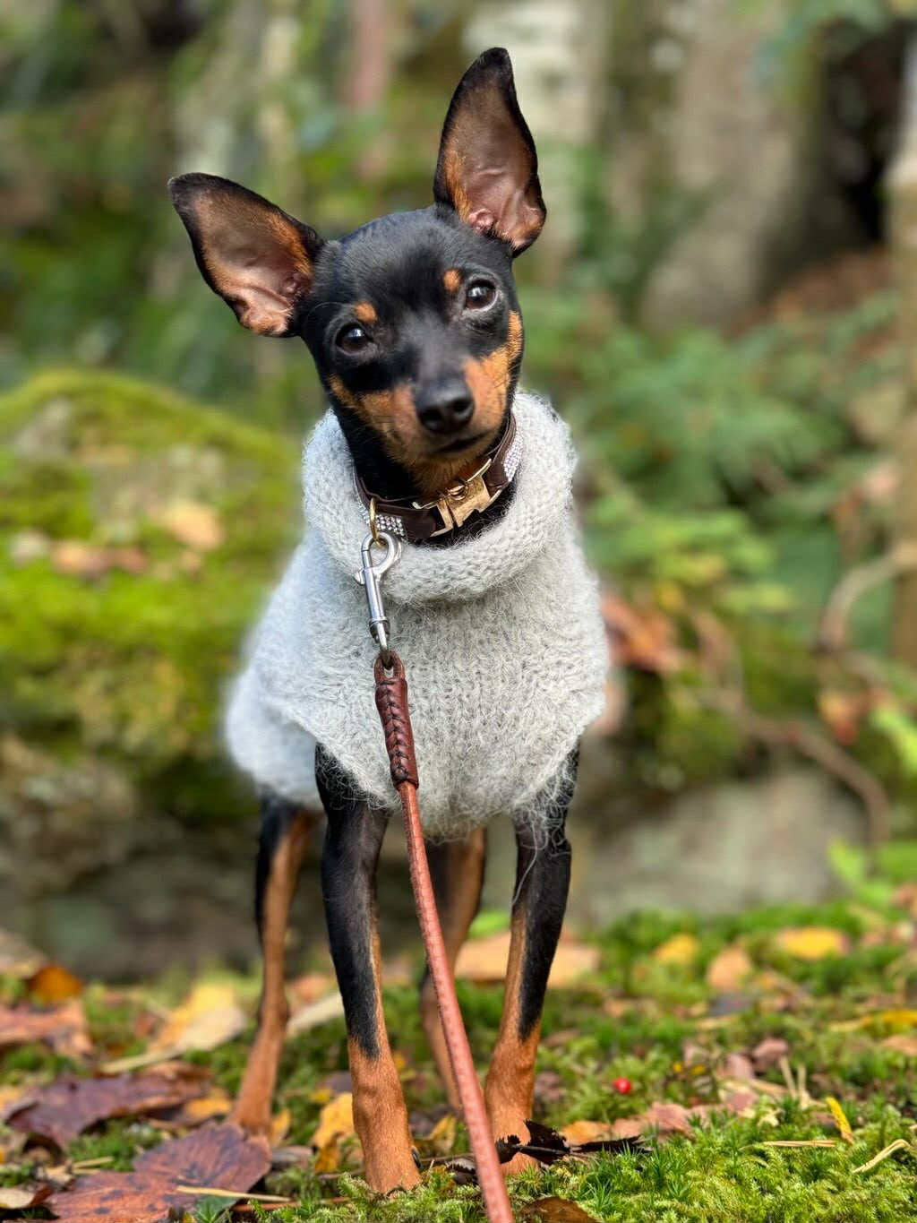 Mohair-Look Alpaca & Merino Wool Pet Sweater - ISLA