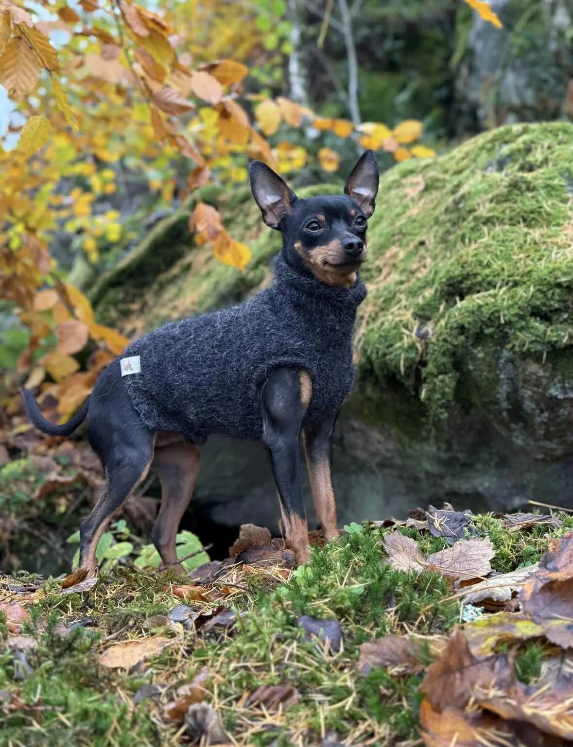 Mohair-Look Alpaca & Merino Wool Pet Sweater - CAMERON